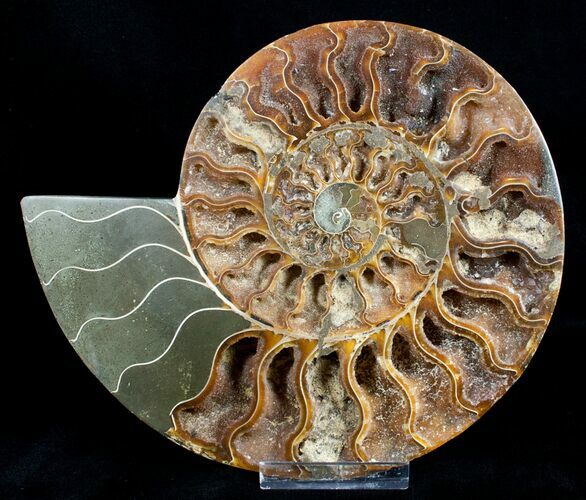 Inch Wide Ammonite (Half) - Crystal Lined Chambers #3528